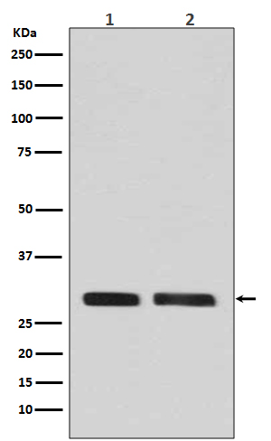 CDK1/2/3 (Phospho-Thr14) Rabbit mAb