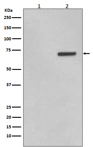 ATF2 (Phospho-Thr71) Rabbit mAb