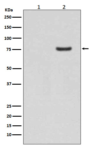 Synapsin I (Phospho-Ser9) Rabbit mAb