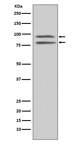 MSK1 (Phospho-Ser376) Rabbit mAb