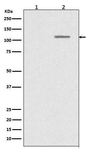 SIRT1 (Phospho-Ser47) Rabbit mAb