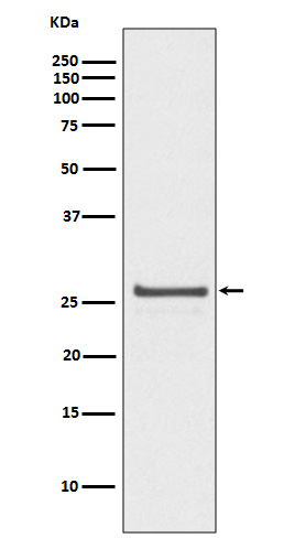 Hsp27 (Phospho-Ser82) Rabbit mAb