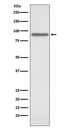 STAT1 (Phospho-Ser727) Rabbit mAb