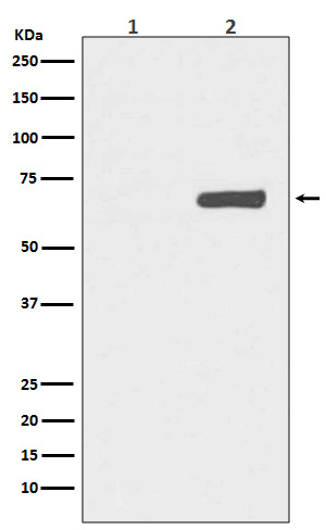 YAP1 (Phospho-Ser127) Rabbit mAb