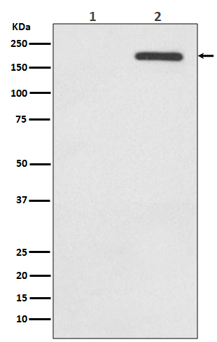 EGFR (Phospho-Tyr1068) Rabbit mAb