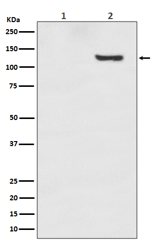 SIRT1 (Phospho-Thr530) Rabbit mAb