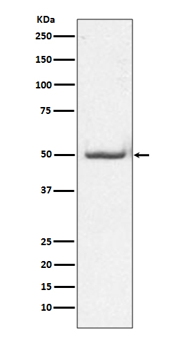 c-Jun (Phospho-Thr91) Rabbit mAb