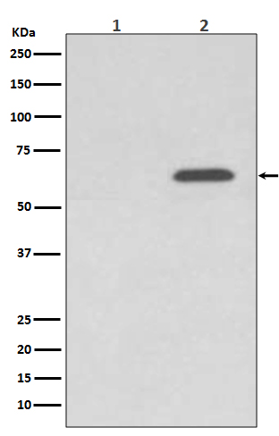 AMPK alpha 2 (Phospho-Ser345) Rabbit mAb