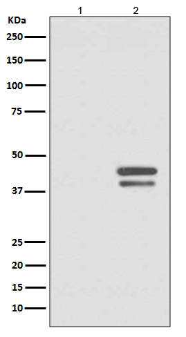 JunD (Phospho-Ser255) Rabbit mAb