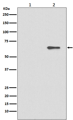 AMPK alpha 2 (Phospho-Ser491) Rabbit mAb