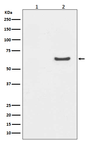 AKT1 (Phospho-Ser129) Rabbit mAb