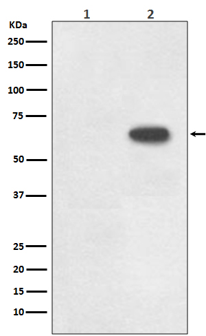 Cdc6 (Phospho-Ser54) Rabbit mAb