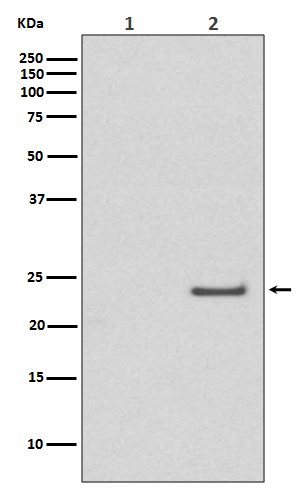 Rac1/Cdc42 (Phospho-Ser71) Rabbit mAb