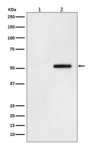 Tau (Phospho-Ser324) Rabbit mAb