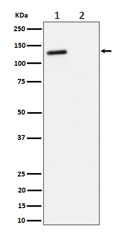 p130(Phospho-Thr986) Rabbit mAb