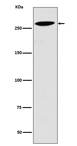 Lrp2 / Megalin Rabbit mAb