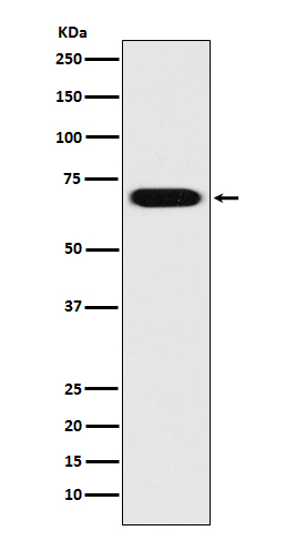 PRC1 Rabbit mAb