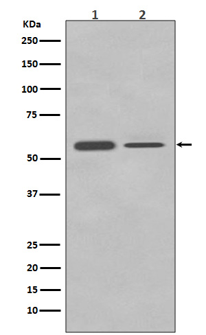 PTBP2 Rabbit mAb