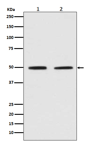 Pygopus 2 Rabbit mAb