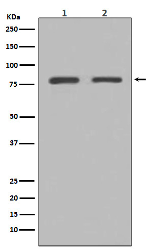 GRP78 BiP Rabbit mAb