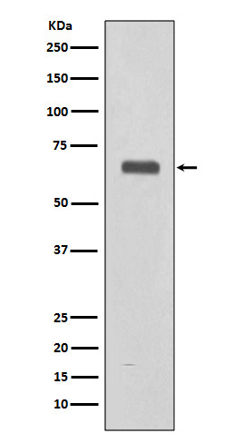 C9 Rabbit mAb