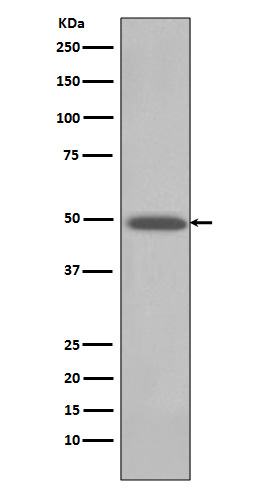 BMP4 Rabbit mAb