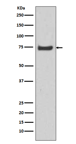 HSPA12A Rabbit mAb