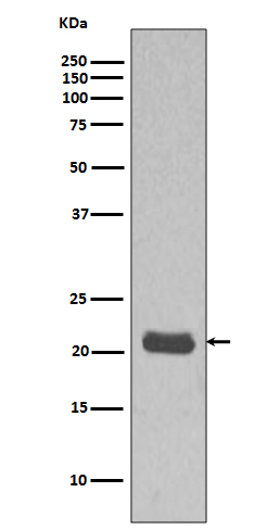 GTPase HRAS Rabbit mAb