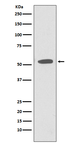 CD47 Rabbit mAb 