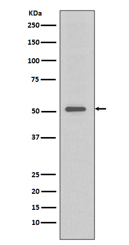 TRAF4 Rabbit mAb 