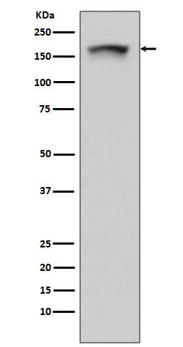 PELP1 Rabbit mAb