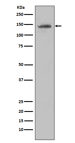 CD22 Rabbit mAb