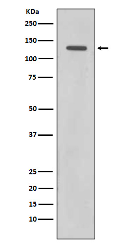 Rad21 Rabbit mAb 