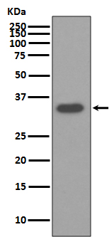 Osteopontin Rabbit mAb