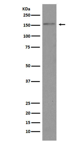 Brd4 Rabbit mAb