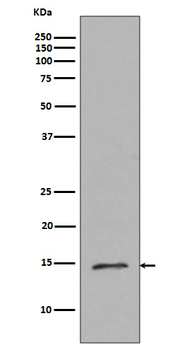 Histone H2B (mono methyl R79) Rabbit mAb