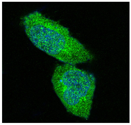 ERK1/2 Rabbit mAb