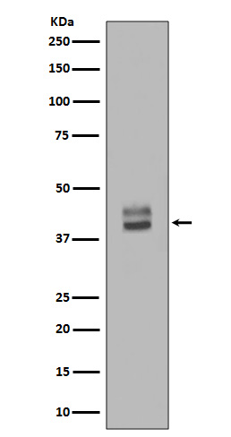 ERK1/2 Rabbit mAb