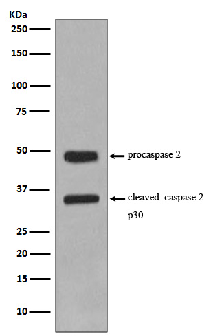 Caspase-2 Rabbit mAb