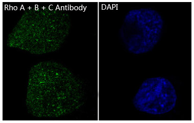 Rho A + B + C Rabbit mAb  