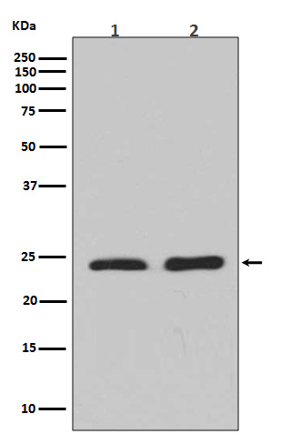 Rho A + B + C Rabbit mAb  