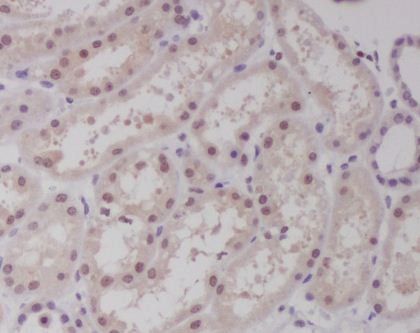 c-Maf Rabbit mAb