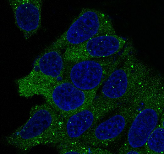 Hsp90 Rabbit mAb