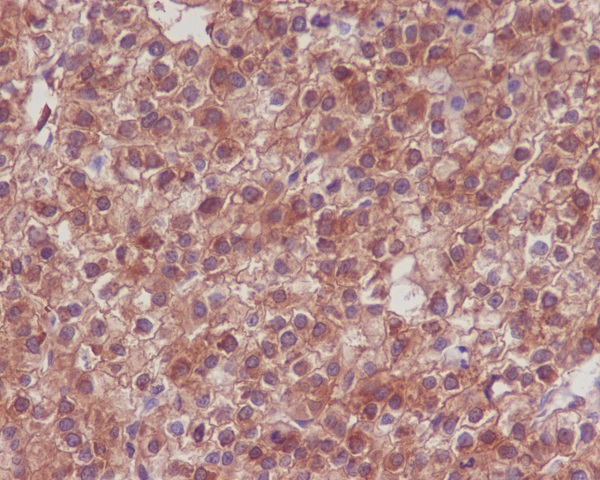 Hsp90 Rabbit mAb