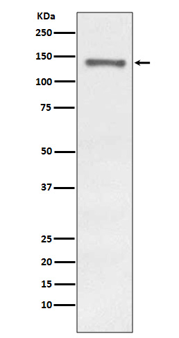 Raptor Rabbit mAb