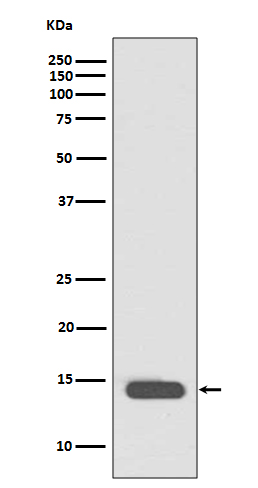 Histone H2B (acetyl K20) Rabbit mAb