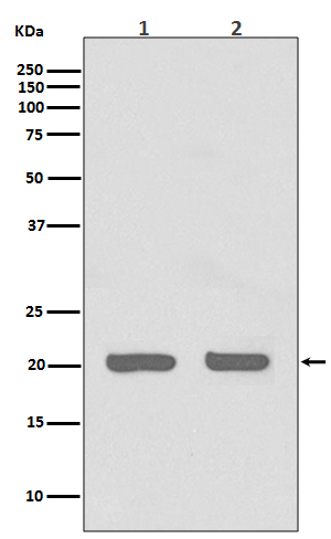 IL1RA Rabbit mAb