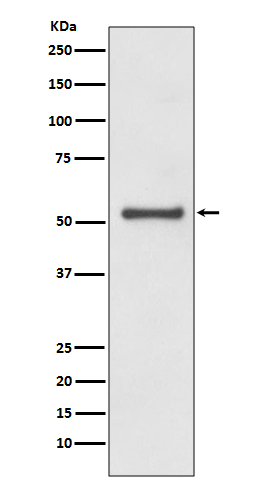 Cyclin A1/A2 Rabbit mAb