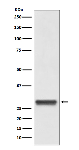 14-3-3 Rabbit mAb