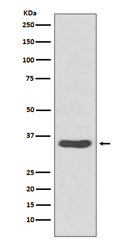 CDCA5 Rabbit mAb